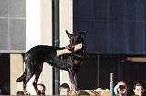 ENTRAINEMENT CHIEN DE DECOMBRE 092